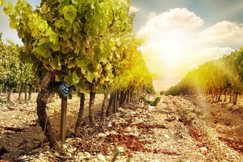 Vineyards at sunset in autumn harvest. Ripe grapes in fall.Cluster grapes on left