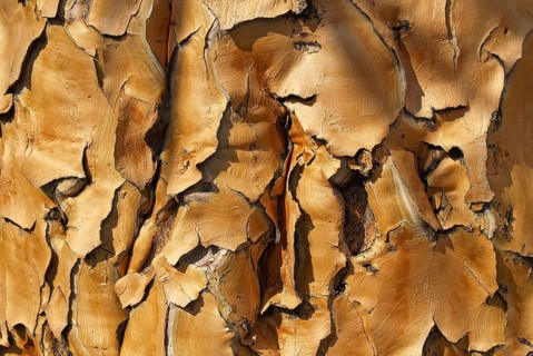 Bark of a quiver tree