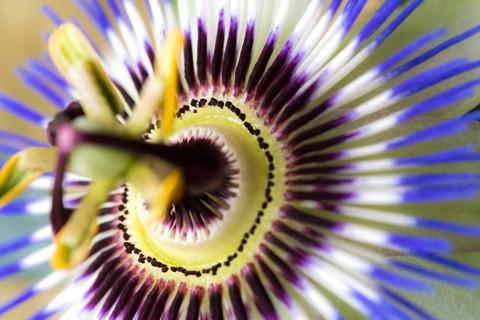 Beautiful blue violet passion flower in the country garden. Blue Passion flower in the Country