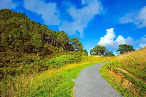 The path to Cathedral Cove. Picturesque trees grow along the sides of the path. Coromandel