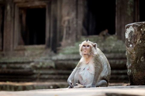 Monkey in the temple complex of Angkor Wat, Cambodia