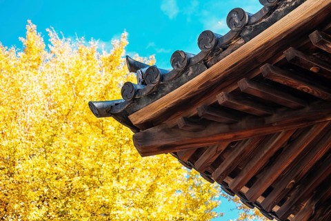 Nezu shrine traditional roof and autumn ginkgo tree in Tokyo, Japan