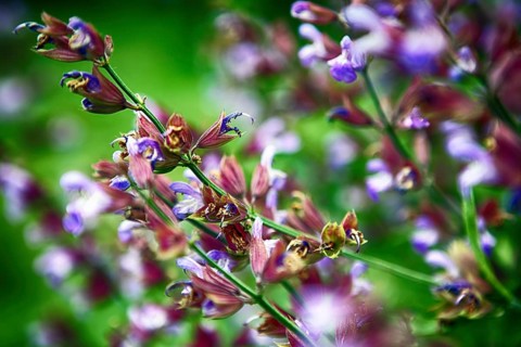 Exotic flower