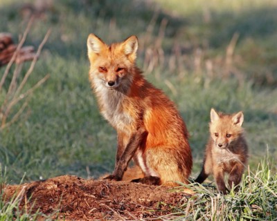 A red fox (Vulpes vulpes), Colorado, United States