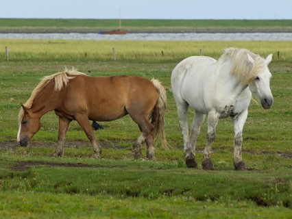 Two horses on a green pasture, in the background a lake, Juist, East Frisia, Germany