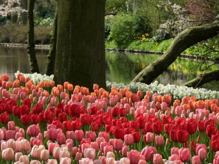 Colourful tulip bed in front of a pond in the spring garden, Amsterdam, Netherlands