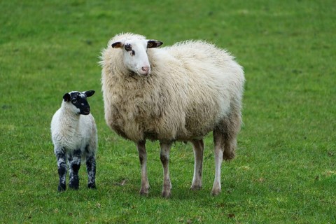 A sheep and a lamb stand together on a green meadow, surrounded by grass, sheep with small lambs on