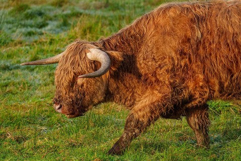 A Highland cow walks across the lush green meadow with a peaceful aura, Velen, münsterland, North