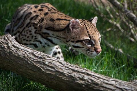 Ocelot (Leopardus pardalis), captive animal, zoo, Pittsburgh Zoo & Aquarium, direct eye contact,