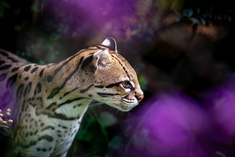 Ocelot (Leopardus pardalis), A focused ocelot with striking spotted fur, surrounded by a vibrant
