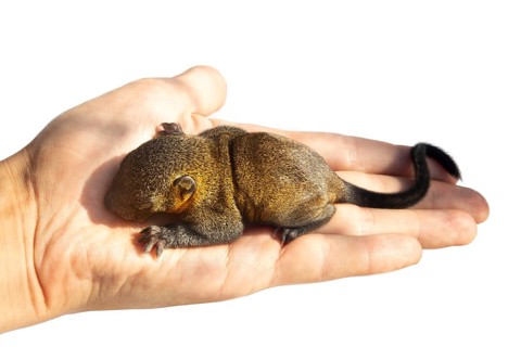 Growing squirrel pup of Indian palm squirrel (Funambulus palmarium) isolated on a white background