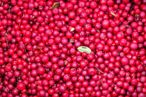 Process of gathering cranberries. A large number of berries poured in a heap