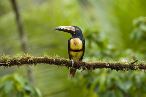 Fiery billed aracari, costarica