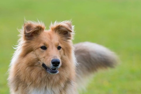 Shetland Sheepdog