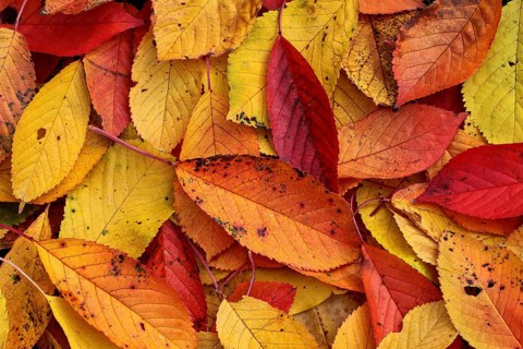 Autumn leaves