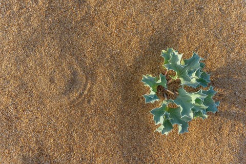 Eryngium maritimum. Marine thistle. Sea holly in the french atlantique coast