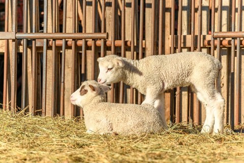 Lamb and sheep in a sheepfold and a pasture in a village in winter
