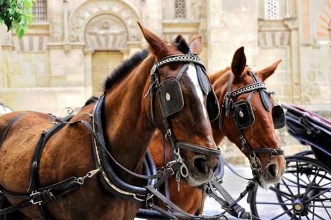 Cordoba, Andalusia, Spain, Europe, Two horses in harness in front of a historic building in the