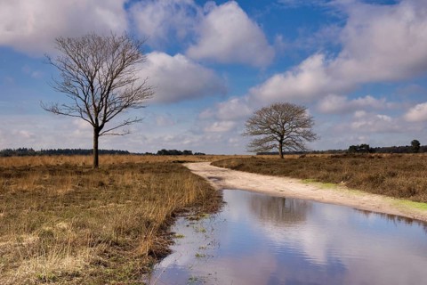 Trees on a heathland in the nature reserve the Regte Heide near the Dutch village Goirle