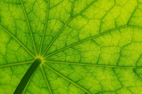 Bottom view of the leaf surface of a nasturtium