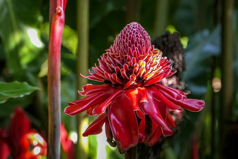 Close-up of a red Torch lily partly in sunlight, against natural dark background, Folha Seca,