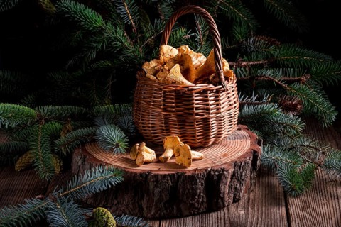 Chanterelle