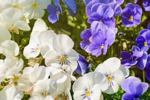 Blue And White Pansy Flowers Varna, Bulgaria