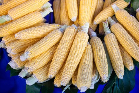 Plenty of organic fresh peeled corns as food background