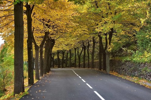 Autumn avenue Highway, passing between autumn trees with yellow leaves