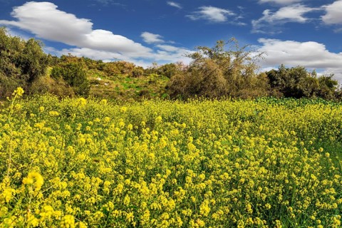 Lovely yellow flowers of colza honey plant. Spring green grass and flowers grow in forest glades.