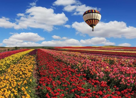 Spring windy day on the farm. In the sky flying scenic balloons. The colorful buttercups