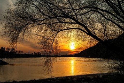 Sunrise over the Danube, barren tree, near Rossatz, Wachau, Lower Austria, Austria
