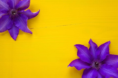 Two purple clematis isolated on wooden table