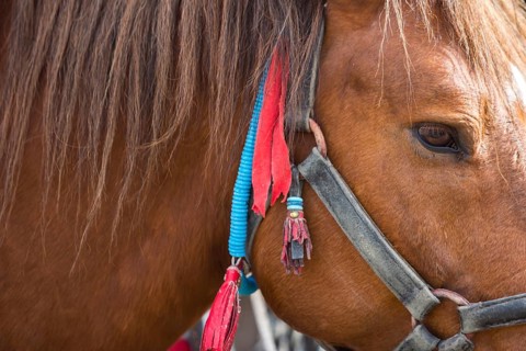 Close up of a head of a brown horse. Super closeup