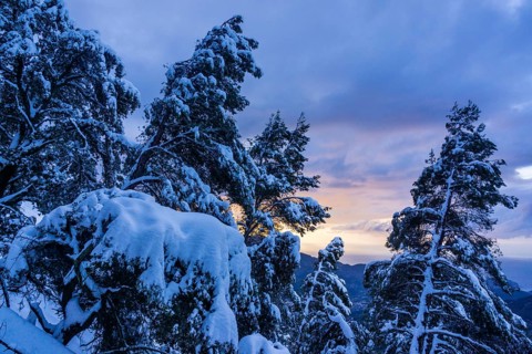 Pinos nevados, Portell de Sa Costa, Soller, Mallorca, balearic islands, spain
