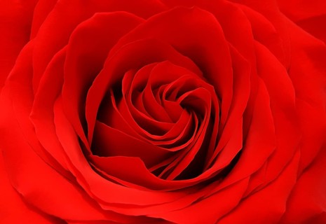 Beautiful red rose background