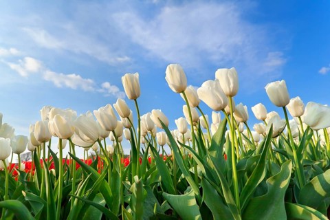 White tulip field over blue sky in spring, Holland