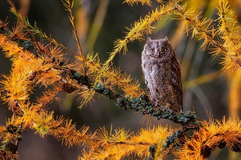The Eurasian scops owl, Otus scops, European scops owl in larch