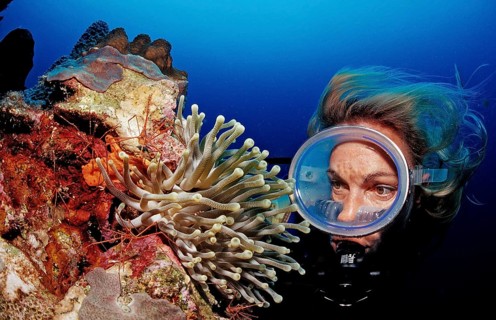 Diver and yellowline arrow crab in anemone, Stenorhynchus seticornis, Netherlands Antilles,
