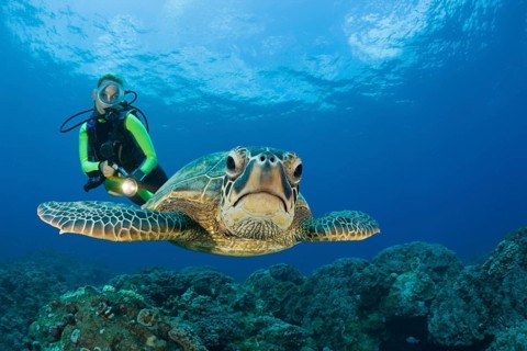 Green turtle and diver, Chelonia mydas, Maui, Hawaii, USA