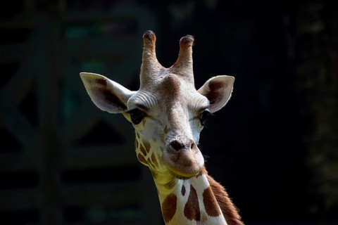 Portrait of a giraffe in their cage