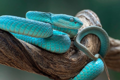 The white-lipped pit viper, is a venomous pit viper species endemic to Southeast Asia