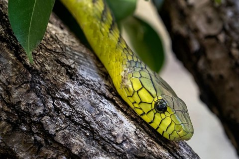 The green mamba (Dendroaspis viridis), a venomous snake