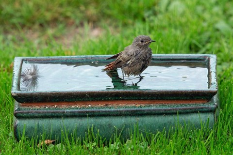 Redstart in pot with water standing in green grass looking right