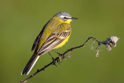 Yellow wagtail, Motacilla flava, sitting on a branch