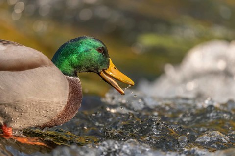 Male mallard (Anas platyrhynchos) duck looking for food in a river. Thann, Haut-Rhin, Collectivite