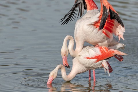 Greater Flamingo couple mating in courtship (Phoenicopterus roseus) in a swamp in spring. Saintes