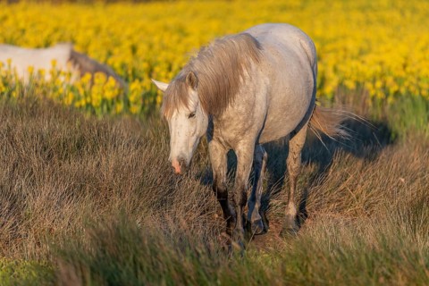 Camargue horses feeding in a swamp full of yellow irises. Saintes Maries de la Mer, Parc naturel
