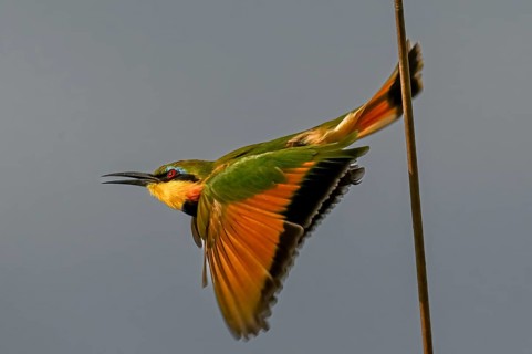 Bee-eater (Merops apiaster) flying, Moremi Game Reserve, Okavango Delta, Maun, Botswana