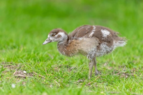 Egyptian goose chick (Alopochen aegyptiaca) at the edge of a river. Bas-Rhin, Collectivite